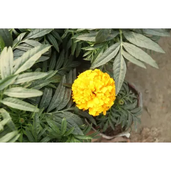 Fresh Marigold Flowers